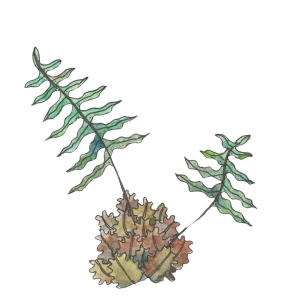 a plant illustration